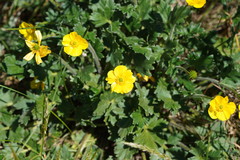 Ranunculus graniticola