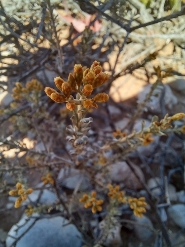 Image of Helichrysum pentzioides by (c) kevin koen, some rights reserved (CC BY-SA)