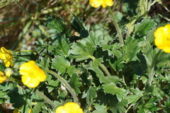 Ranunculus graniticola