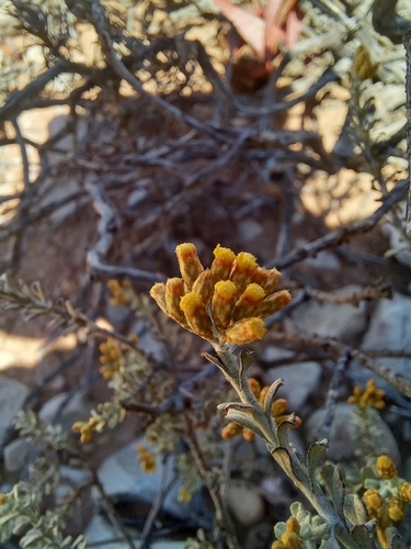 Image of Helichrysum pentzioides by (c) kevin koen, some rights reserved (CC BY-SA)