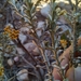 Helichrysum pentzioides - Photo (c) kevin koen, algunos derechos reservados (CC BY-SA), subido por kevin koen