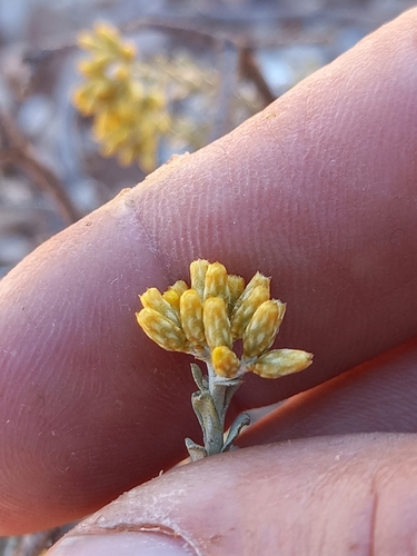 Image of Helichrysum pentzioides by (c) kevin koen, some rights reserved (CC BY-SA)
