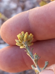Helichrysum pentzioides