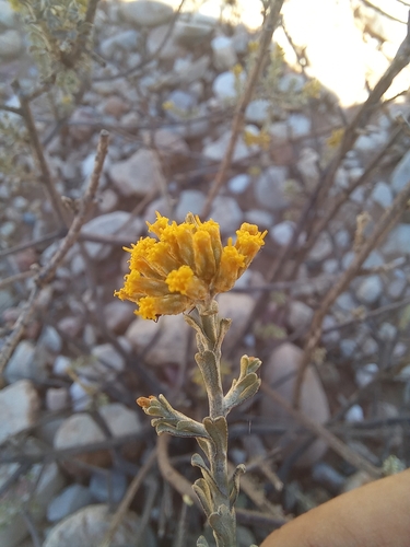 Image of Helichrysum pentzioides by (c) kevin koen, some rights reserved (CC BY-SA)