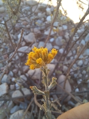 Helichrysum pentzioides