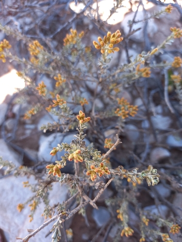 Image of Helichrysum pentzioides by (c) kevin koen, some rights reserved (CC BY-SA)