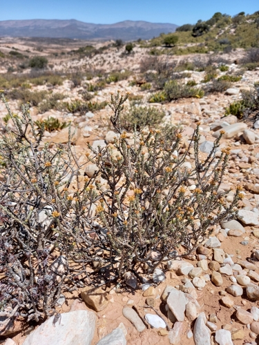 Image of Helichrysum pentzioides by (c) kevin koen, some rights reserved (CC BY-SA)