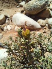 Pteronia succulenta