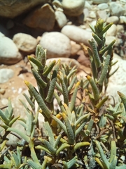 Pteronia succulenta