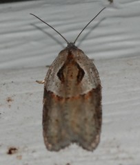Acleris maculidorsana