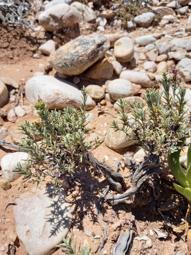 Image of Pteronia succulenta by (c) kevin koen, some rights reserved (CC BY-SA)