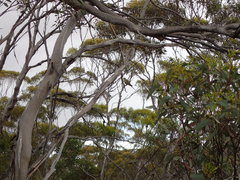 Polytelis anthopeplus