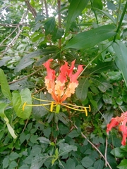 Gloriosa superba