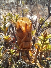 Pteronia staehelinoides