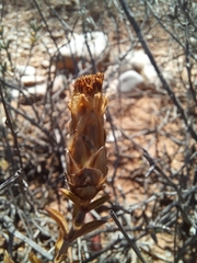 Pteronia staehelinoides