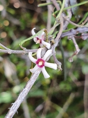 Parsonsia capsularis