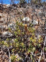 Pteronia staehelinoides