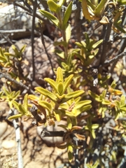 Pteronia staehelinoides