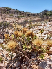 Pteronia staehelinoides