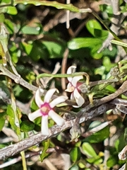 Parsonsia capsularis