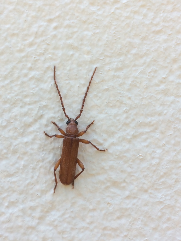 Leptoeme schawalleri