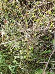 Parsonsia capsularis