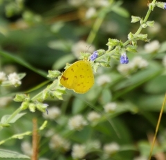 Eurema blanda