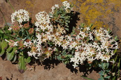 Pimelea alpina