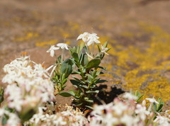 Pimelea alpina