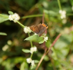 Heliophorus