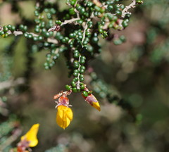Bossiaea foliosa