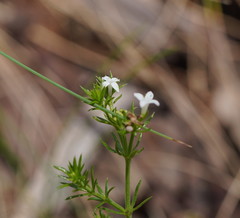 Asperula scoparia