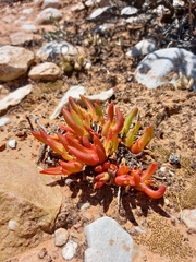 Glottiphyllum
