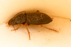 Harpalus griseus
