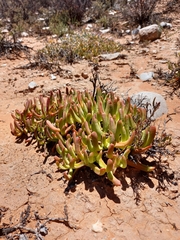 Glottiphyllum