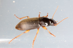 Harpalus griseus