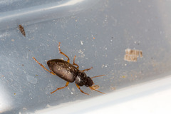 Harpalus griseus