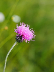 Cirsium tuberosum