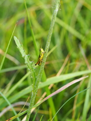 Cirsium tuberosum