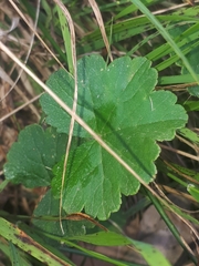 Hydrocotyle hirta