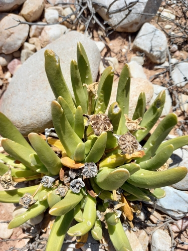 Image of Royal Tonguefig (Glottiphyllum regium) by (c) kevin koen, some rights reserved (CC BY-SA)
