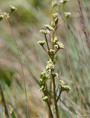 Aciphylla simplicifolia