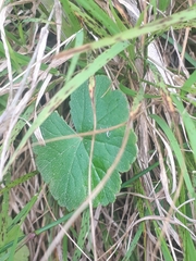 Hydrocotyle hirta