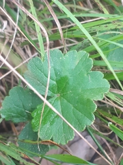 Hydrocotyle hirta