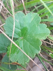 Hydrocotyle hirta