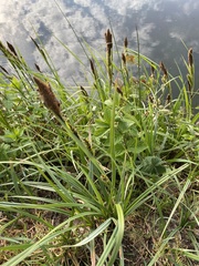 Carex hirta