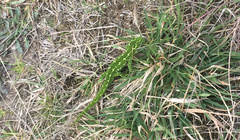 Naultinus gemmeus