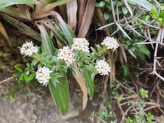 Pimelea pseudolyallii