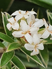 Pimelea pseudolyallii