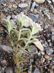 Pimelea pseudolyallii